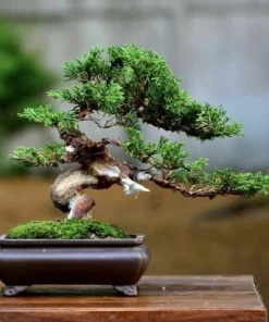 Cây Bonsai