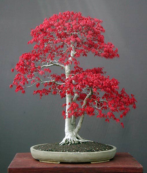 Khám Phá Những Dáng Cây Bonsai Mang Phong Cách Cổ Điển