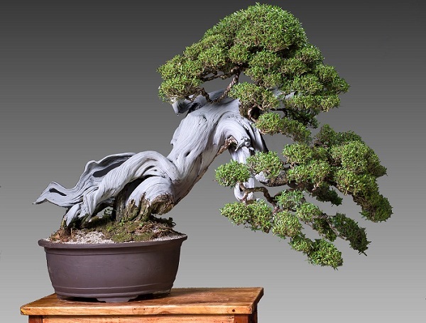 Cách Chăm Sóc Cây Bonsai Đúng Nhất