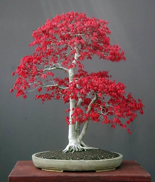 Bonsai – Nghệ Thuật Tạo Dáng Cây Trong Không Gian Nhỏ